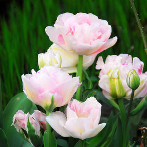 Light Pink Angelique Tulips