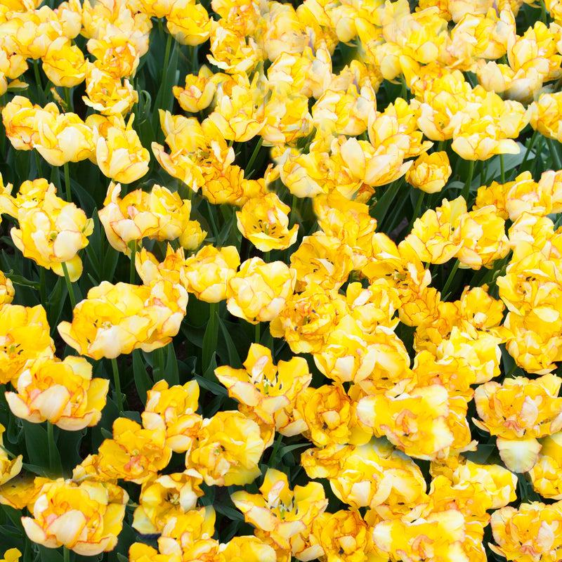 A Field Full of Yellow Aquilla Tulips