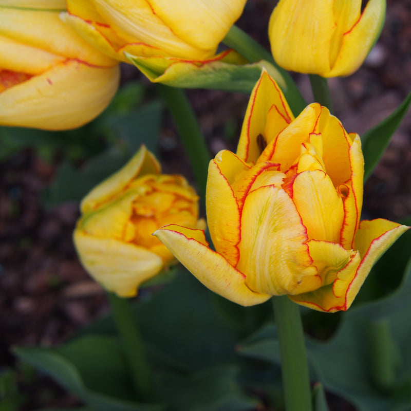 Tulip Aquilla with Sunny Yellow Petals and Red Edges