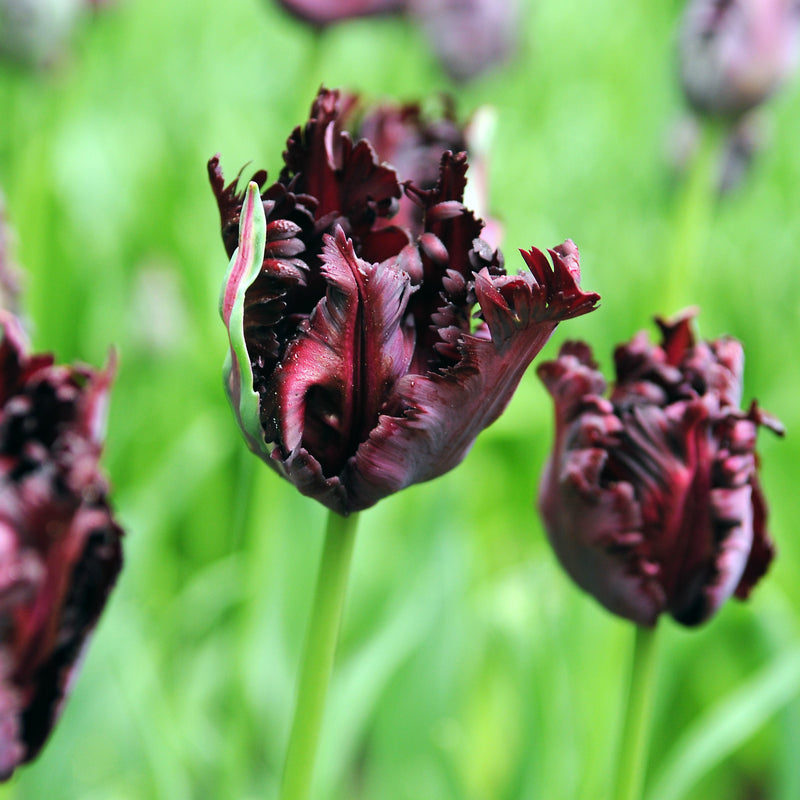 Dark Fringed Black Parrot Tulips