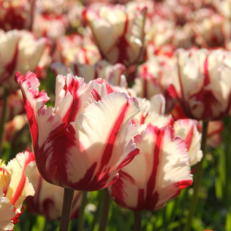 A Field Full of Fringed Red and White Fringed Parrot Tulips