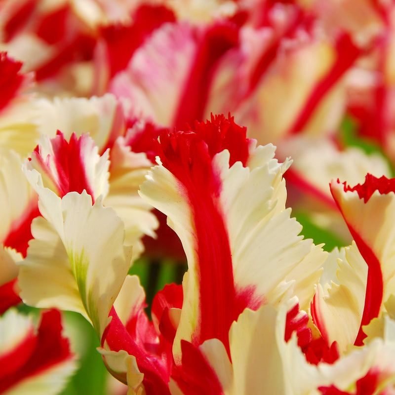 Red and Cream Striped Estella Rijnveld Parrot Tulip