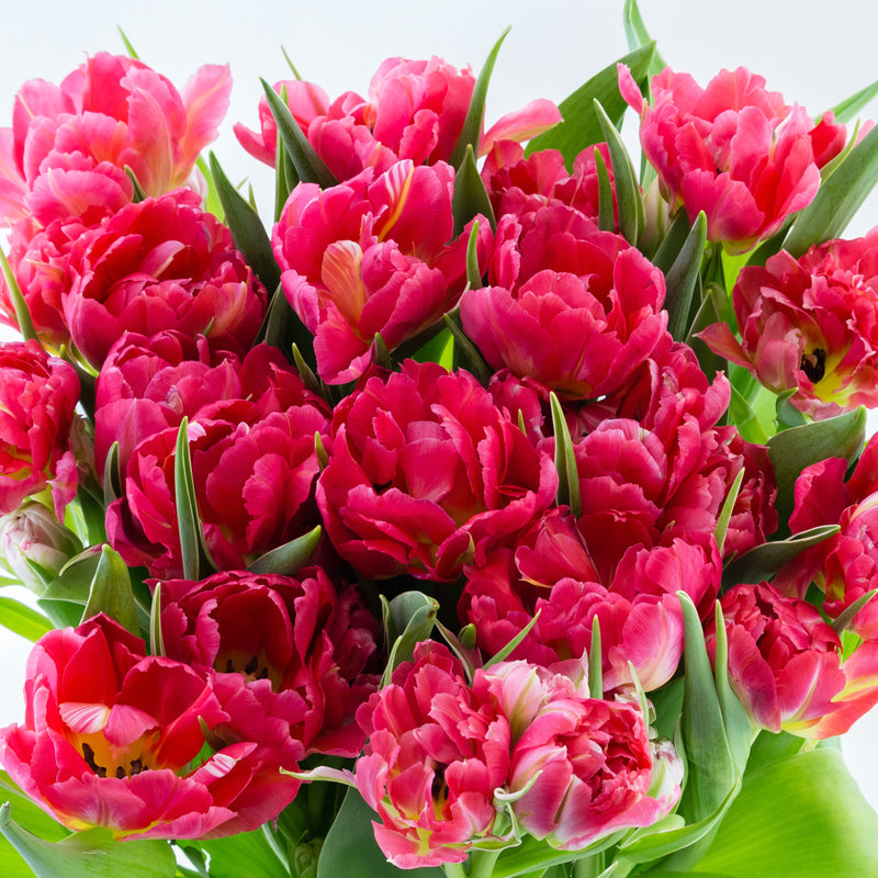 A Bouquet of Rosy-Hued Fantasy Parrot Tulips