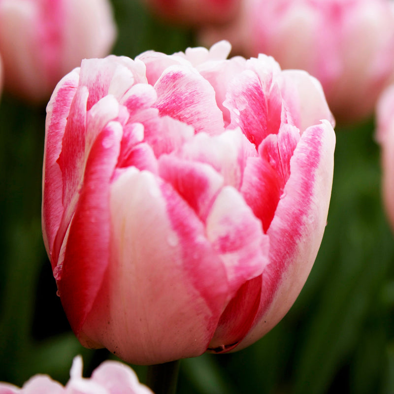 Pink Foxtrot Tulip Bloom