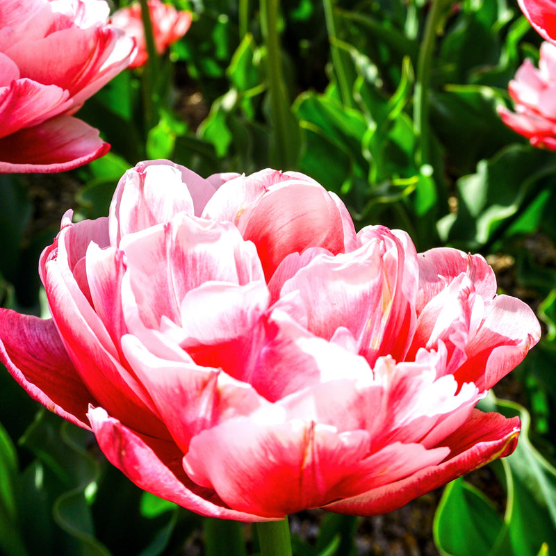 Rosy, Fully Bloomed Tulip Foxtrot