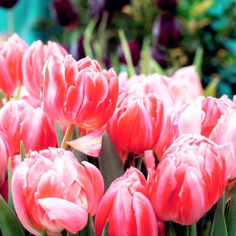 A Plethora of Pink Foxtrot Tulips