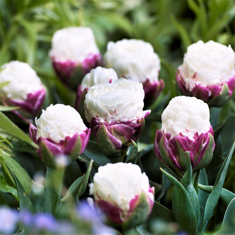 Multiple Ice Cream Tulip Blooms