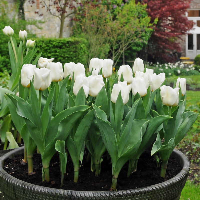 Snowy White Container-Planted Maureen Tulips