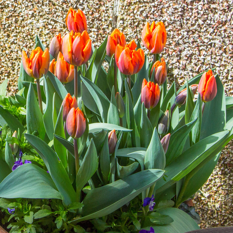 Multi-Colored Orange Princess Irene Tulips