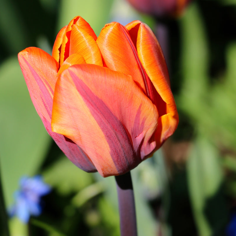 Orange Tulip Princess Irene