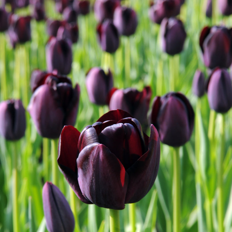 An Abundance of Dark Purple Tulips