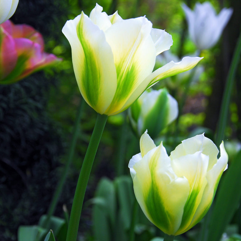 Unique Spring Green Tulips