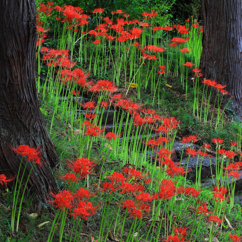 Red Lycoris Flowers in a Garden