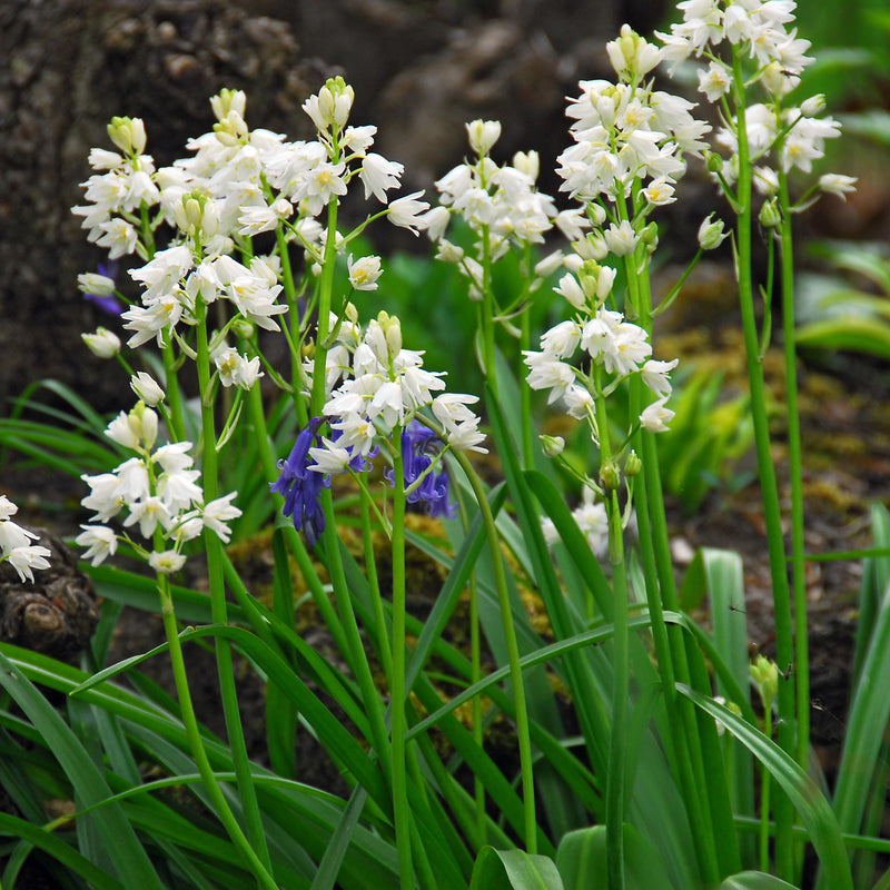Spanish Bluebells - Hyacinthoides White