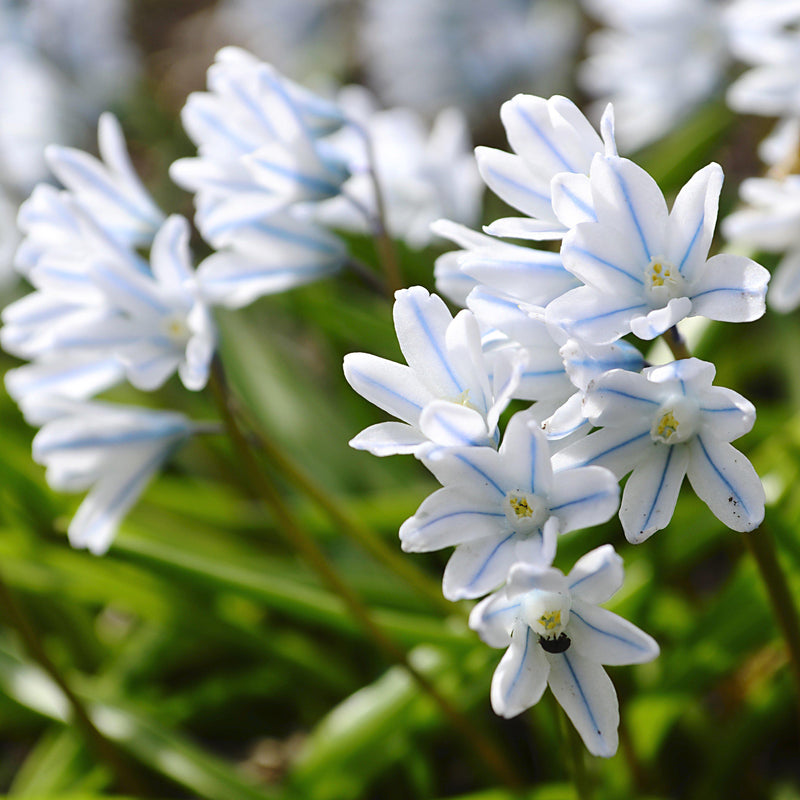 Field of blue striped squill