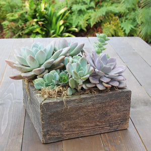 Colorful Succulent Garden in Reclaimed Wood Planter
