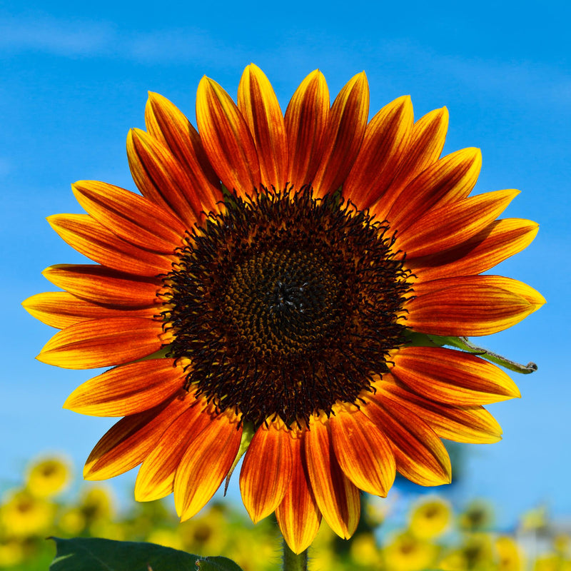Stunning Red and Yellow Premier Flame Sunflower