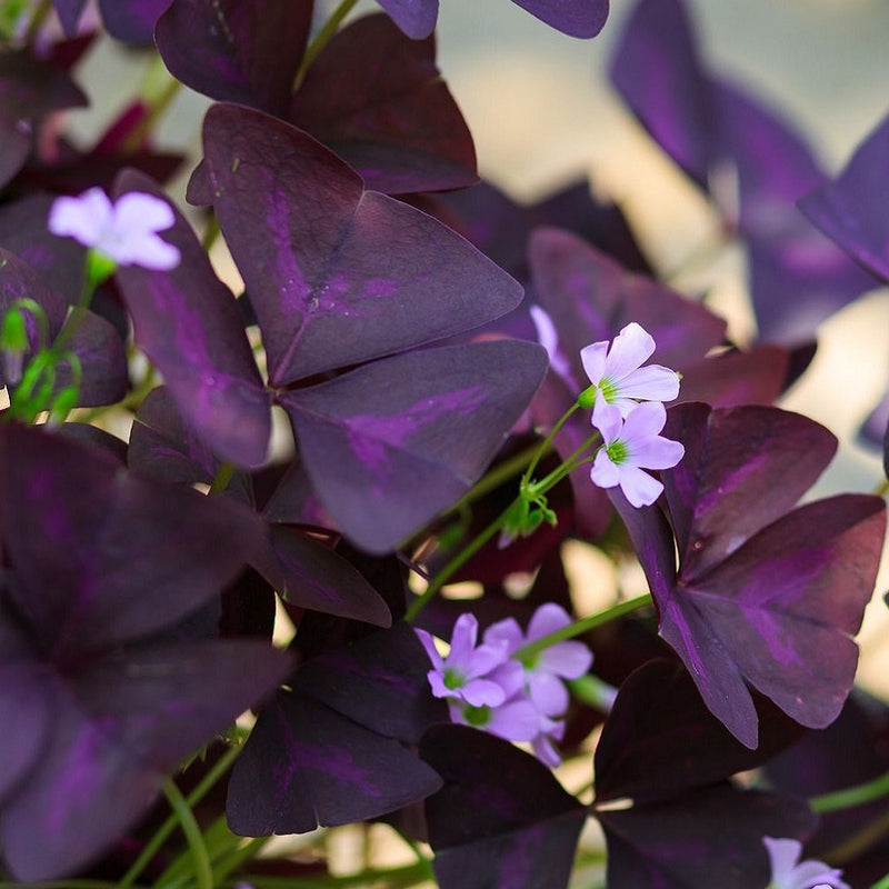 Flowering Group of Purple Shamrock