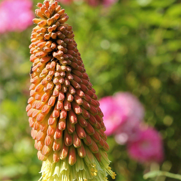 Kniphofia Planting Guide Easy To Grow Bulbs