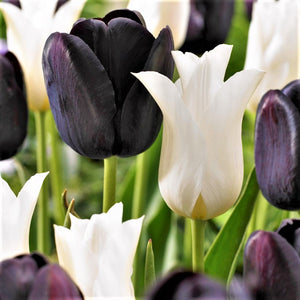 Contrasting Dark Purple and White Tulip Tuxedo Party Mix