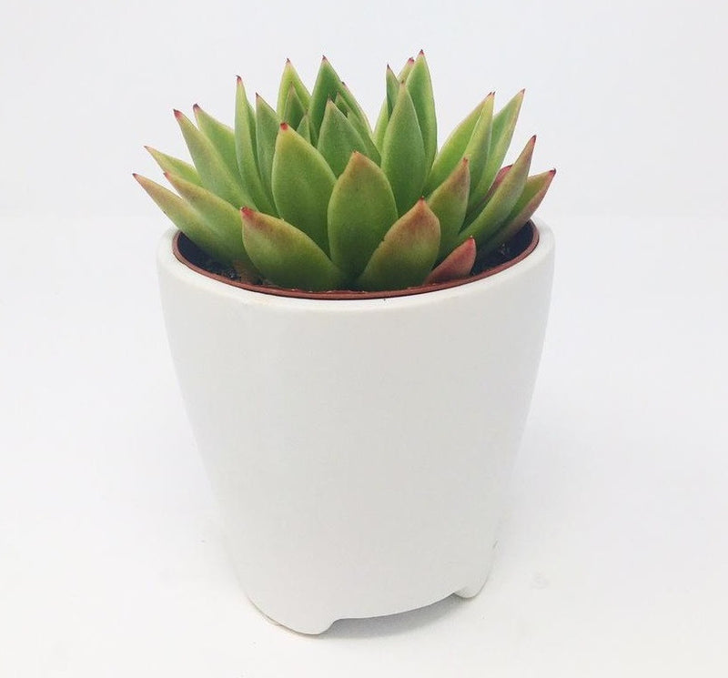 White Ceramic Pot with Succulent Inside